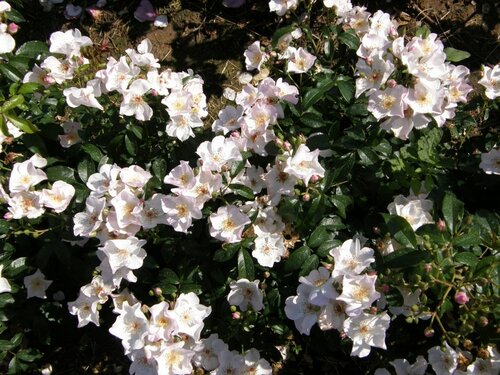 Roos 'Xanthippe' - Groen van bij ons