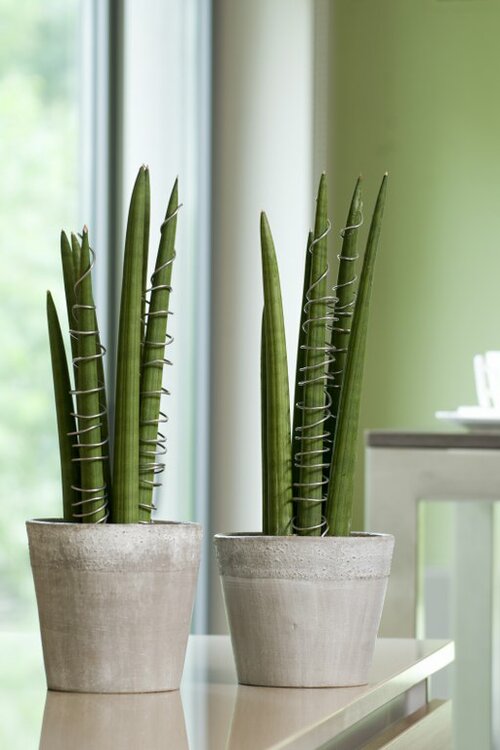 Vrouwentong - Sansevieria - Groen van bij ons