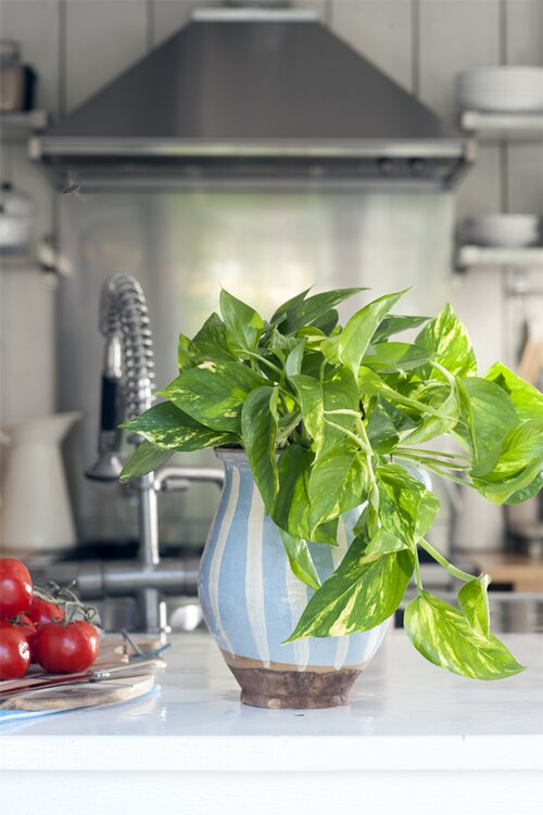  Scindapsus - Epipremnum - Groen van bij ons