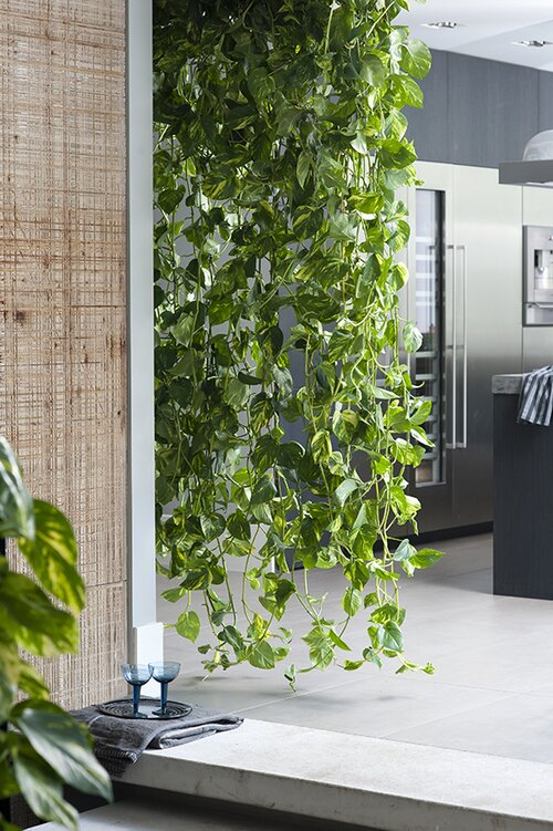  Scindapsus - Epipremnum - Groen van bij ons