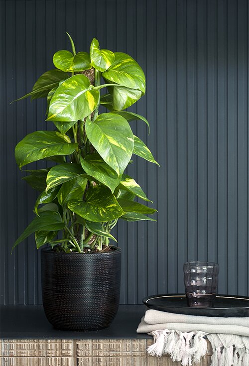  Scindapsus - Epipremnum - Groen van bij ons