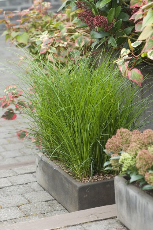 Japanse zegge - Groen van bij ons