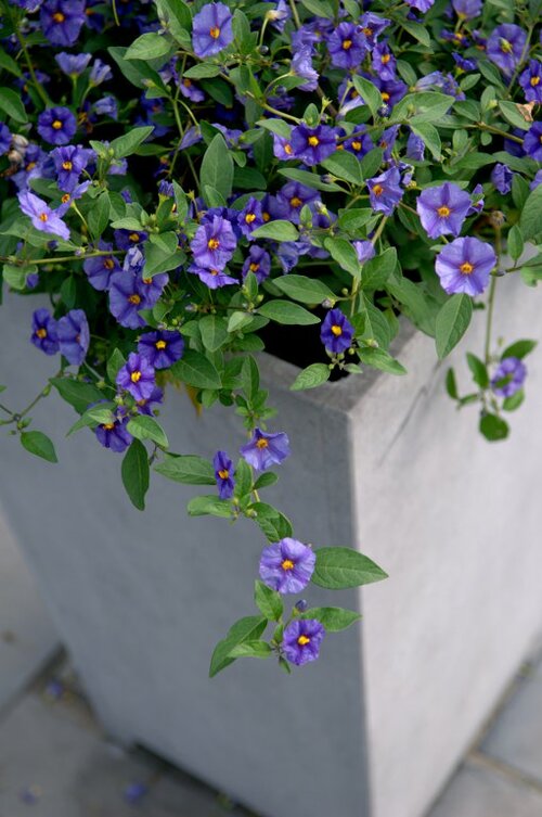 Solanum crispum - Groen van bij ons