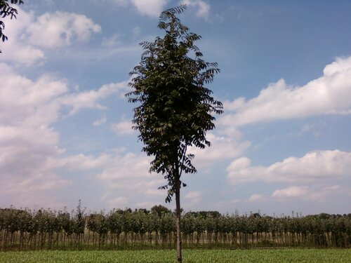 Wilde lijsterbes - Groen van bij ons