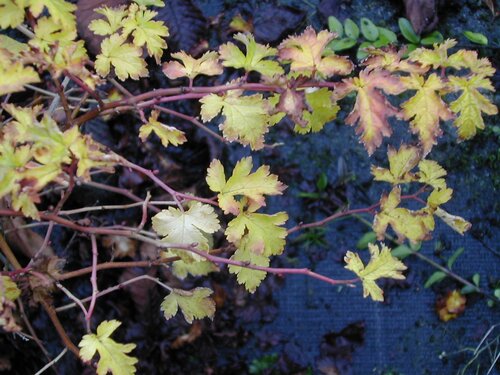  Kransspirea - Groen van bij ons