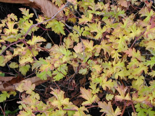  Kransspirea - Groen van bij ons
