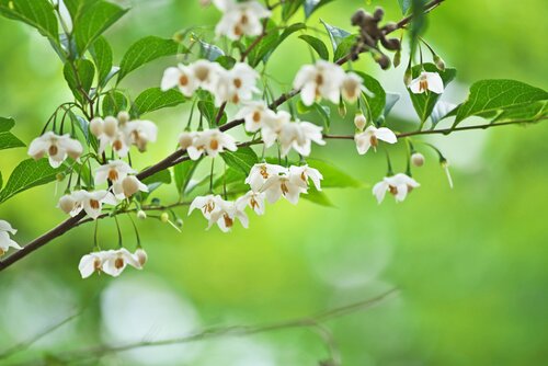 Japanse storaxboom - Groen van bij ons
