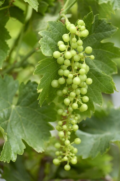 Druif - Groen van bij ons