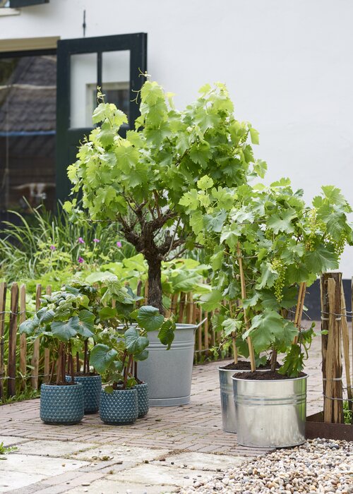 Druif - Groen van bij ons