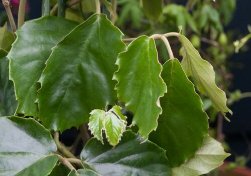 Tetrastigma voinierianum - Kastanje klimmer - Groen van bij ons