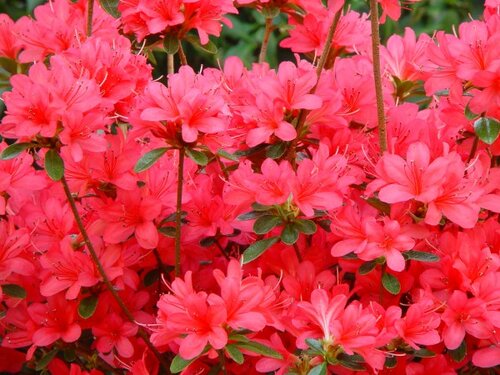 Azalea Japonica - Groen van bij ons
