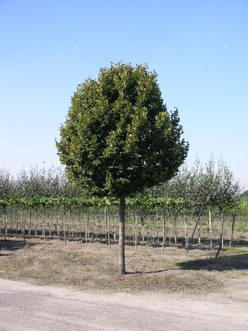 Groen van bij ons