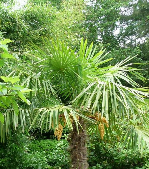 Chinese waaierpalm - Groen van bij ons