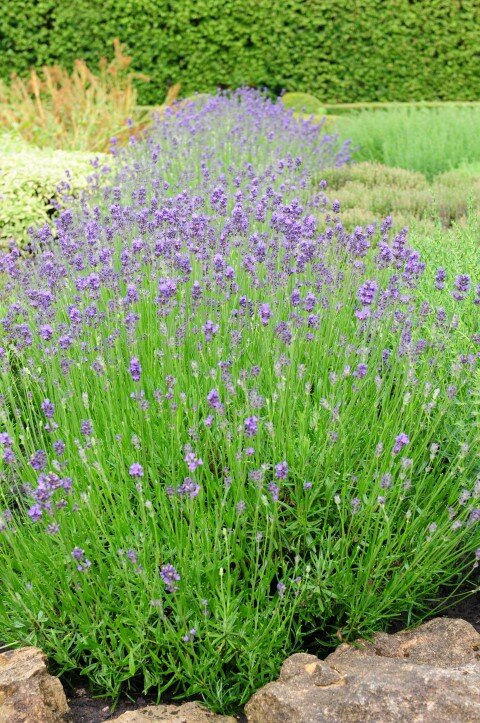Lavendel - Groen van bij ons