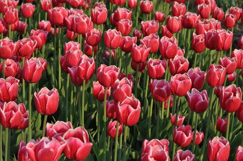 Tulp - tulipa - Groenvanbijons.be