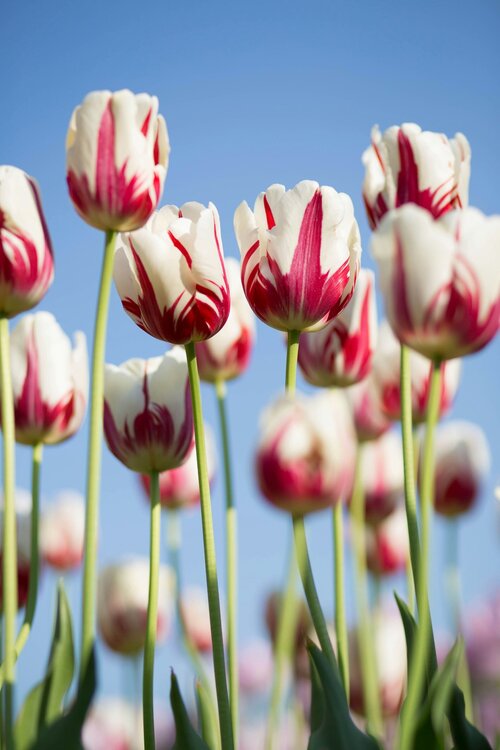 Tulp - tulipa - Groenvanbijons.be