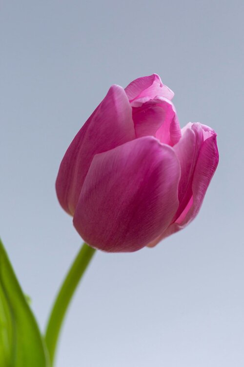 Tulp - tulipa - Groenvanbijons.be