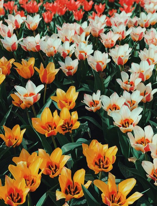 Tulp - tulipa - Groenvanbijons.be