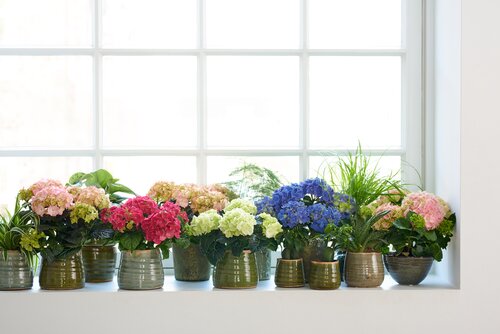  Hortensia - Groen van bij ons