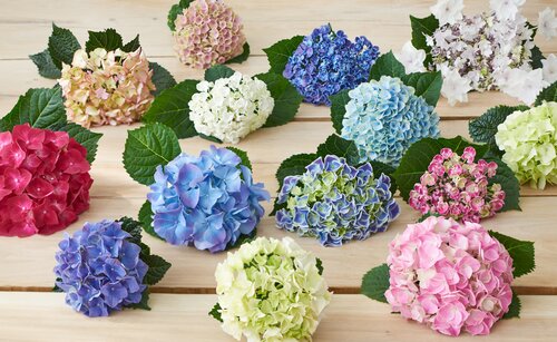  Hortensia - Groen van bij ons