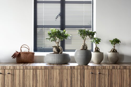 Ficus - Groen van bij ons