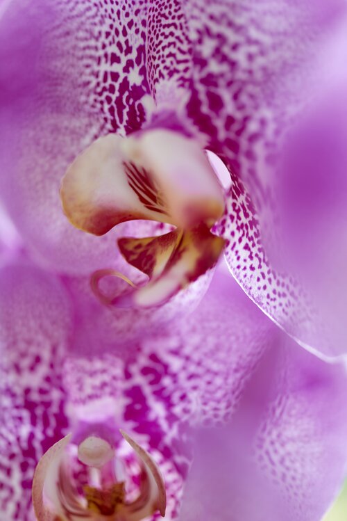 Vlinderorchidee - Groen van bij ons
