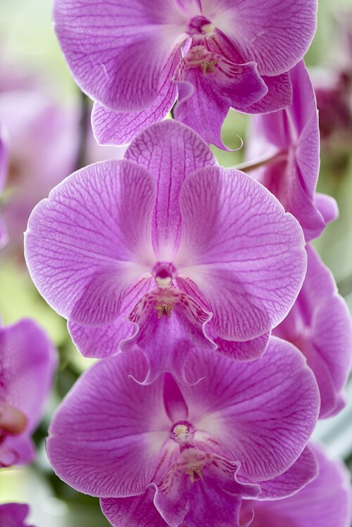 Vlinderorchidee - Groen van bij ons