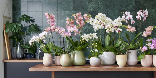 Vlinderorchidee - Groen van bij ons