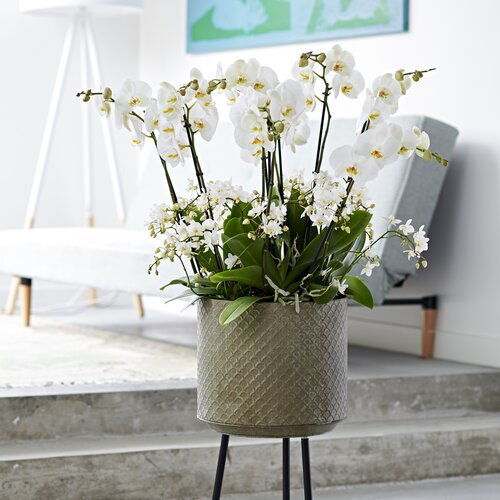 Vlinderorchidee - Groen van bij ons