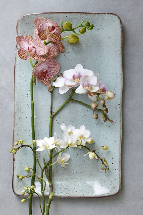 Vlinderorchidee - Groen van bij ons