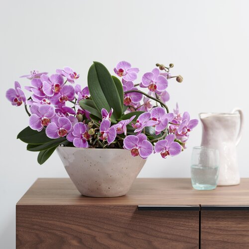Vlinderorchidee - Groen van bij ons
