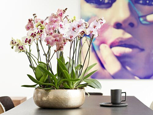 Vlinderorchidee - Groen van bij ons