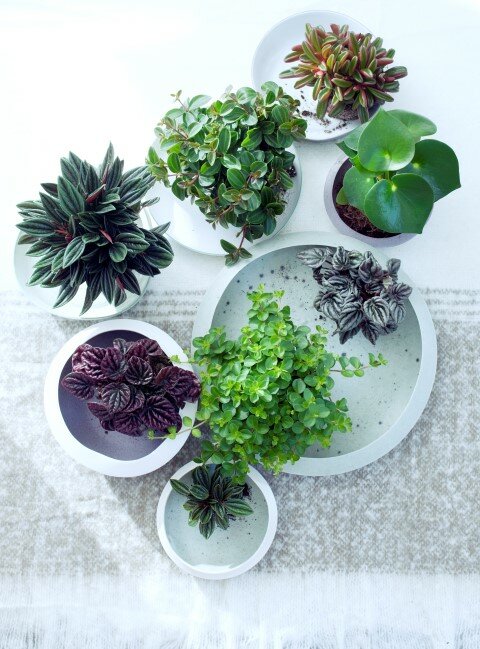  Peperomia - Groen van bij ons