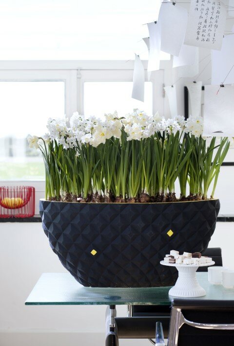 Narcis - Groen van bij ons