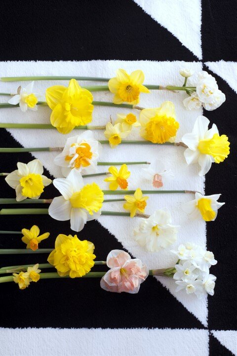 Narcis - Groen van bij ons