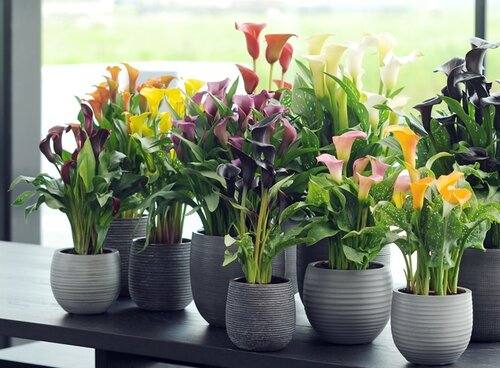 Aronskelk - Calla - Groen van bij ons