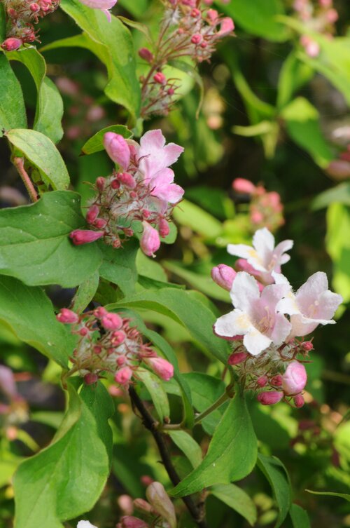  Weigelia - Groen van bij ons