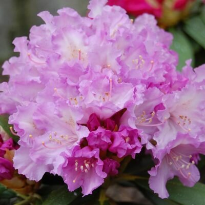  Rododendron - Yakushimanum - Groen van bij ons