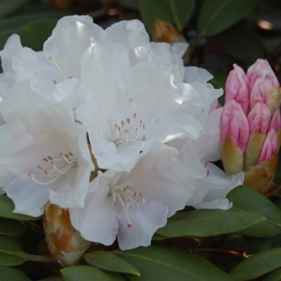  Rododendron - Yakushimanum - Groen van bij ons