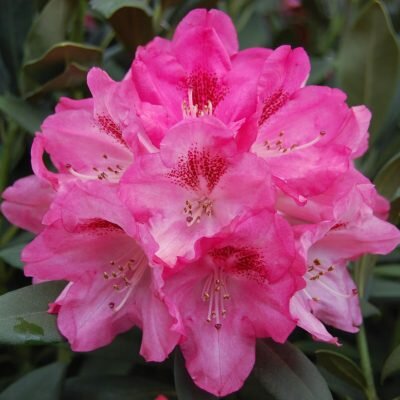  Rododendron - Yakushimanum - Groen van bij ons