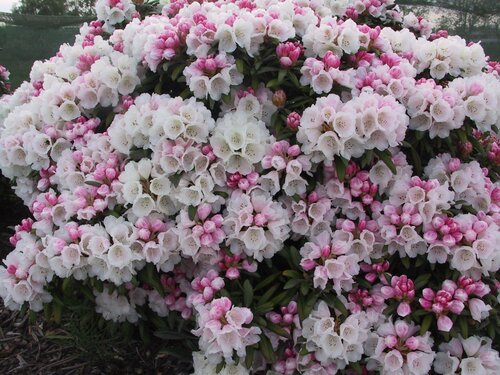  Rododendron - Yakushimanum - Groen van bij ons