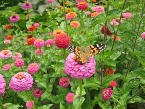  Zinnia - Groen van bij ons