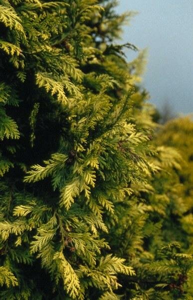 Californische cipres - Groen van bij ons