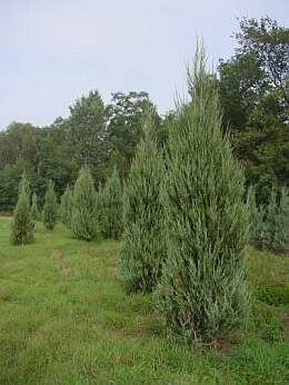  Virginische jeneverbes - Groen van bij ons
