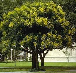 Chinese vernisboom - Groen van bij ons