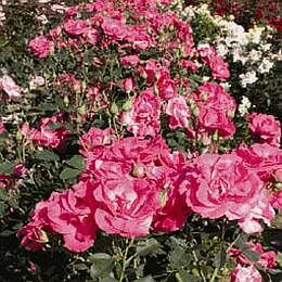 Roos 'Melrose' - Groen van bij ons