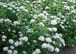  Spierstruik - Spirea (Tor) - Groen van bij ons