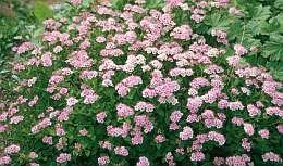 Spierstruik - Spirea (Little Princess) - Groen van bij ons