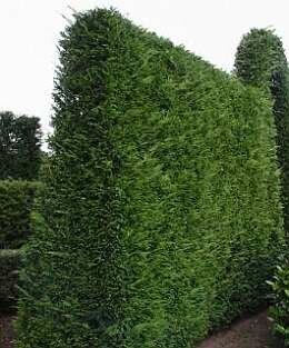 Taxus - Venijnboom - Groen van bij ons
