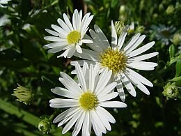  Aster - Groen van bij ons 